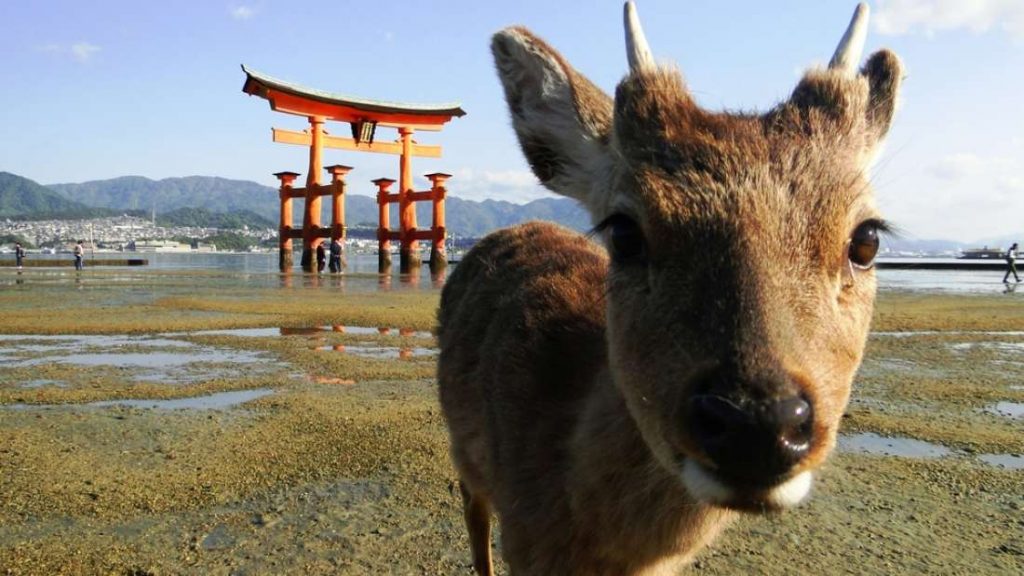 Melted Remains of Hiroshima Litter Japans Beaches 7