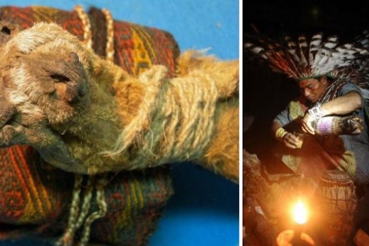 Scientists Discover 1,000-Year-Old Shamanic Pouch Containing Cocaine and Ayahuasca 3