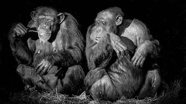 Group of Chimps Uses Tools to Dig Holes and Find Food 1