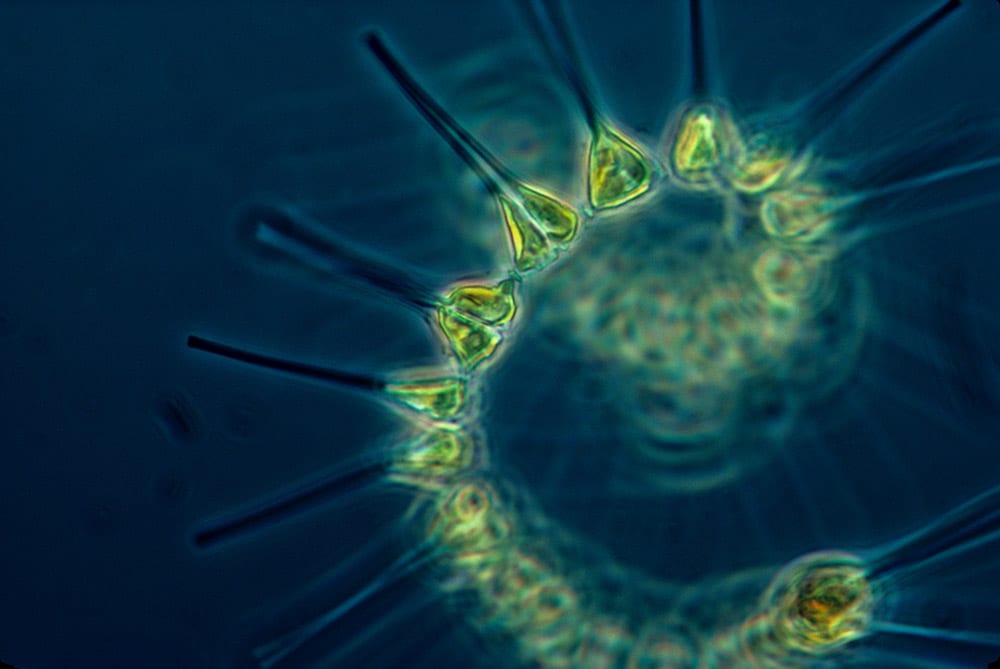 Marine Phytoplankton Benefits: The Ultimate Superfood and Ability To Raise Consciousness? 1