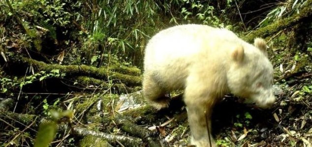 First known albino panda caught on camera 3
