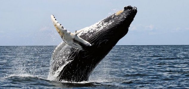 Boat narrowly avoids being crushed by whale 1