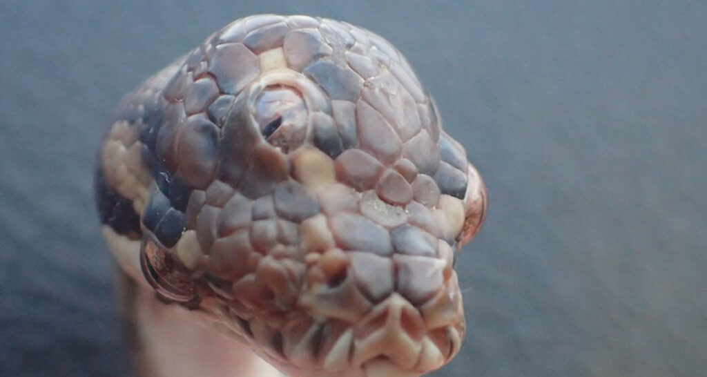 Snake with Three Eyes Found in Australia 1
