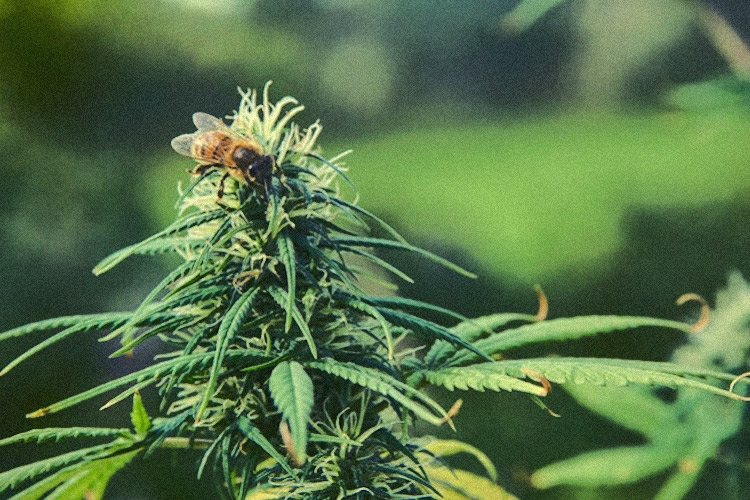 Study Shows Growing Hemp is a Powerful Tool to Fight Bee Population Decline 7