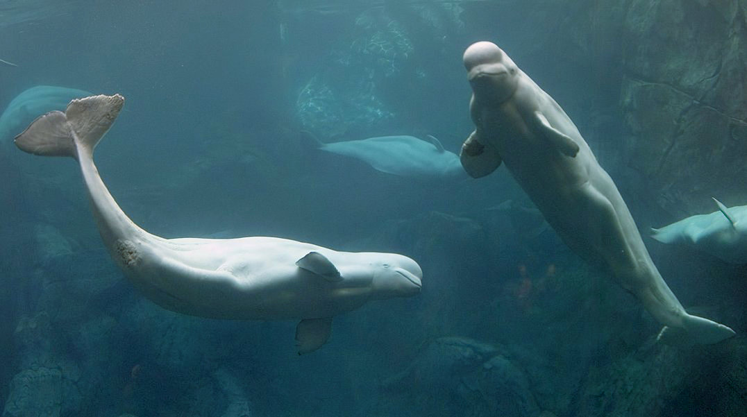 Canada Bans Whale, Dolphin And Porpoise Captivity 3