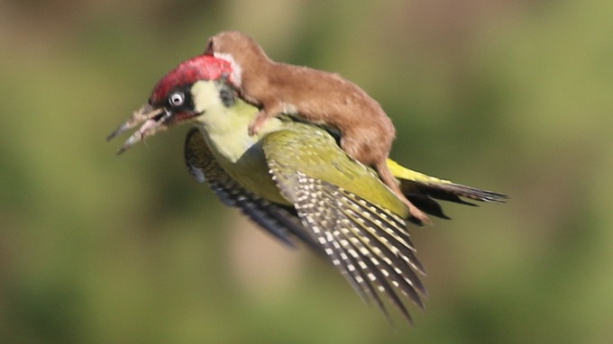 Rare Photo Catches A Weasel Riding On A Woodpecker 2