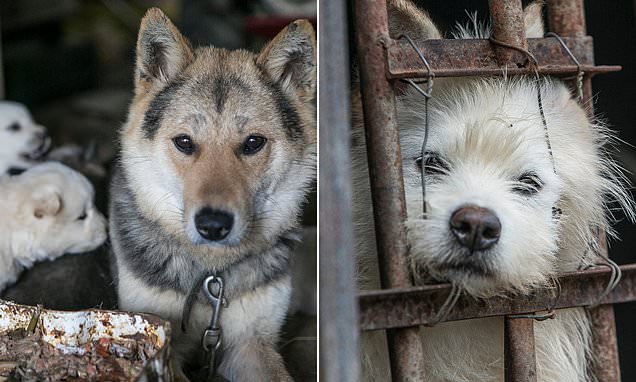 One Of The Largest Dog Meat Markets In South Korea Has Shut Down 13