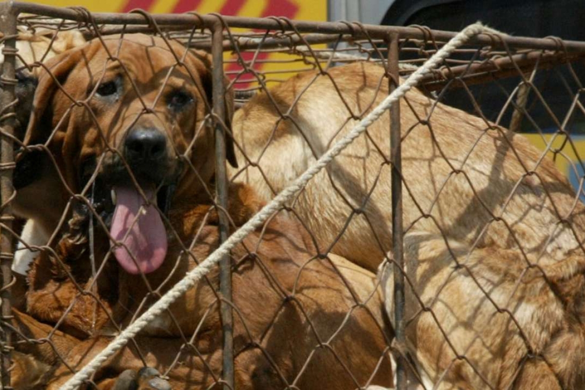 One Of The Largest Dog Meat Markets In South Korea Has Shut Down 1