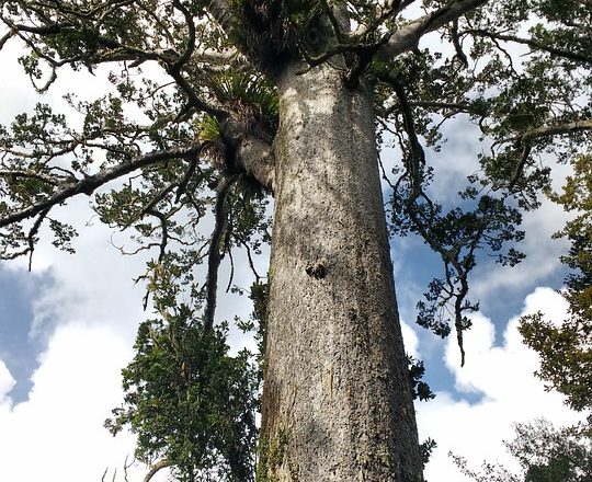 40,000-Year-Old Tree Shows What Happened During Earth’s Last Magnetic Pole Reversal 6