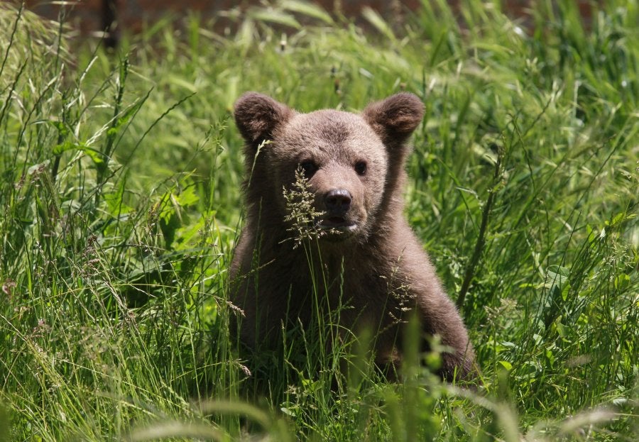 Bear Cub Feels Grass For First Time After Being Rescued From Filthy Basement [Video] 1