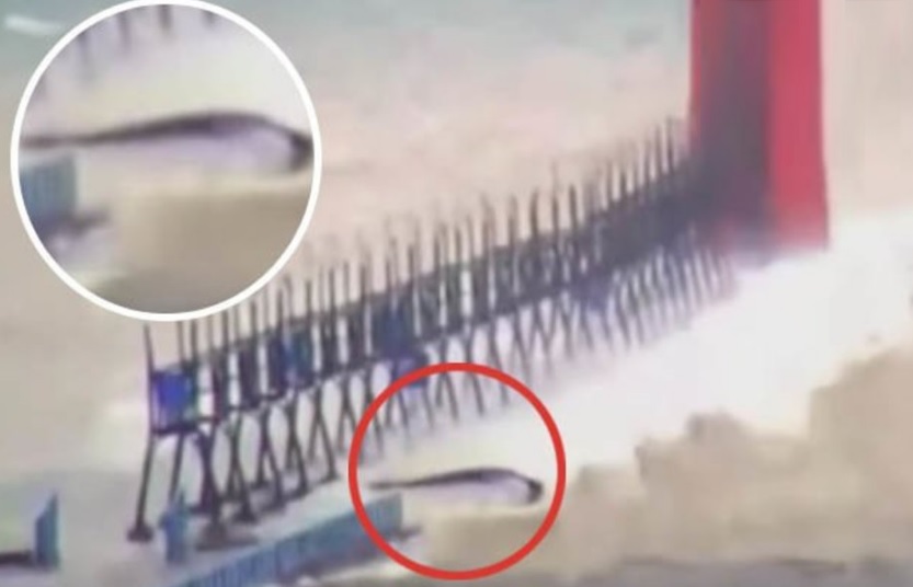 On Lake Michigan during a storm filmed a strange black creature 21