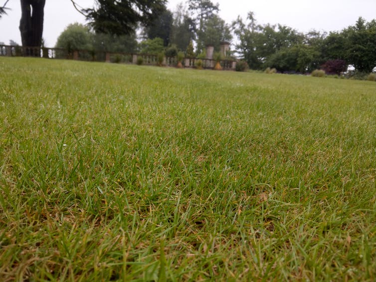 Four steps to make your lawn a wildlife haven – from green desert to miniature rainforest 13