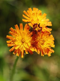 Four steps to make your lawn a wildlife haven – from green desert to miniature rainforest 15