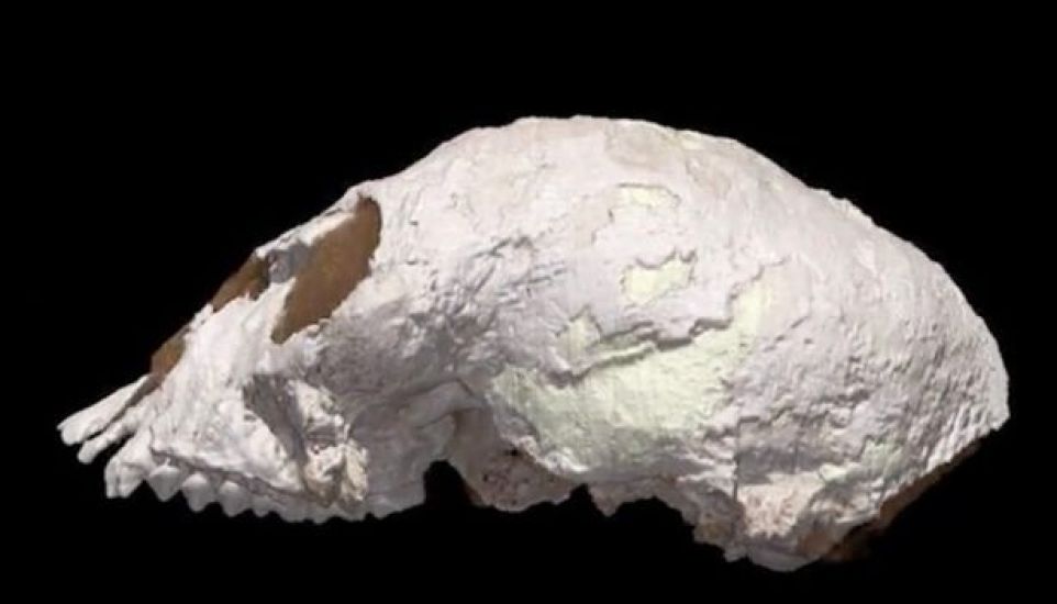 Tiny 20-million-year-old skull sheds new light on evolution of human brain 10