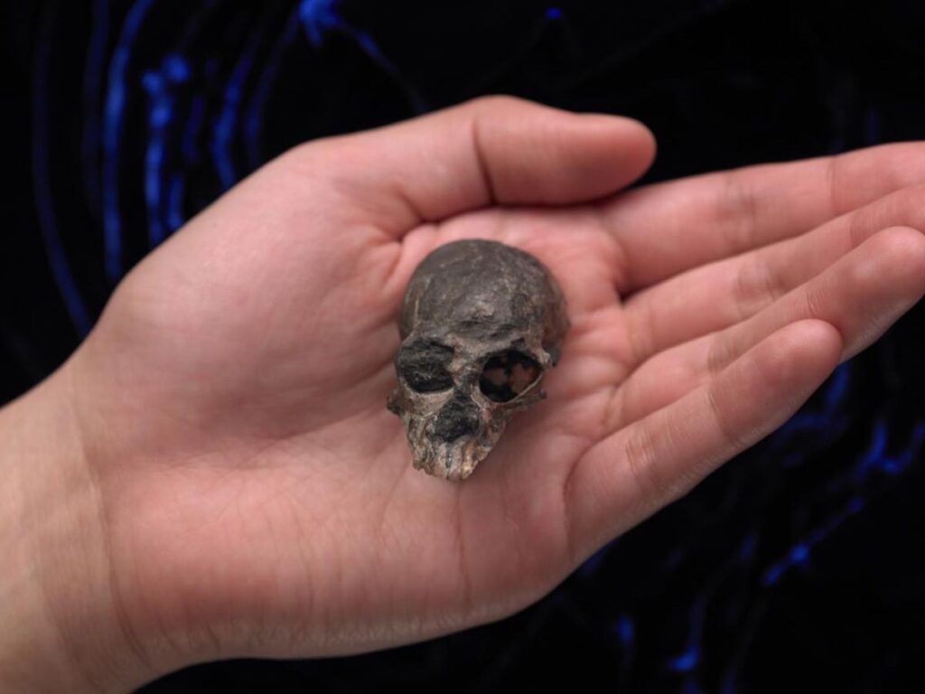 Tiny 20-million-year-old skull sheds new light on evolution of human brain 1