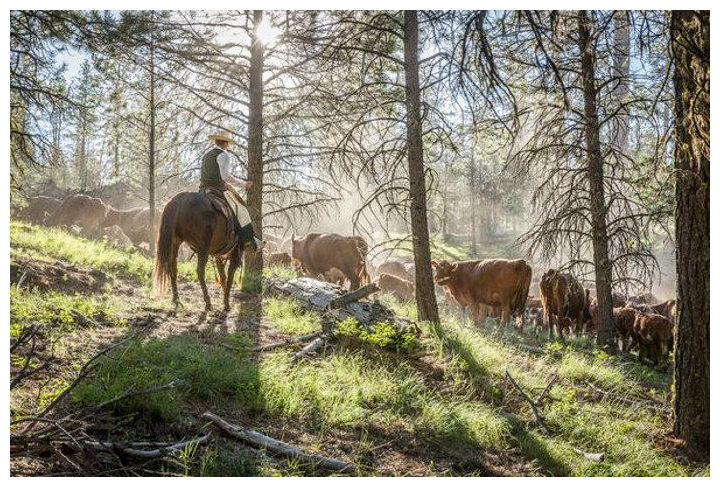 Oregon cattle killings, mutilations alarm ranchers 12