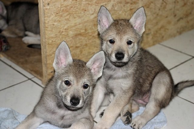 14,300-Year-Old Siberian Pet Puppy Reveals the First Ancient RNA 6