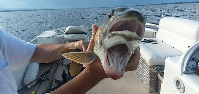 Woman reels in weird fish with two mouths 1