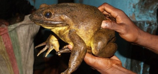 World's largest frog builds its own ponds 1