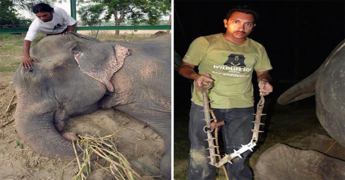 The elephant began to cry as he is rescued after 50 years of captivity 16