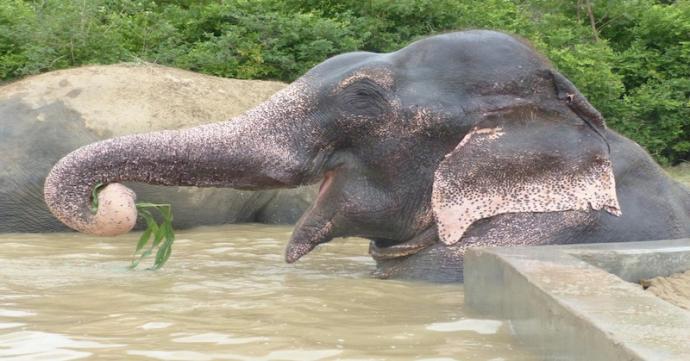 The elephant began to cry as he is rescued after 50 years of captivity 18