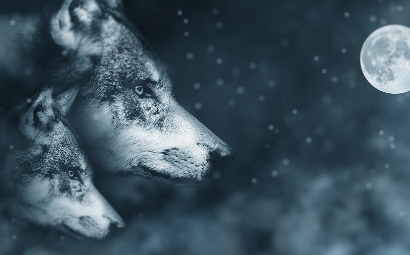 Wolves Exhibit Psychic Abilities which Have Saved People’s Lives 16