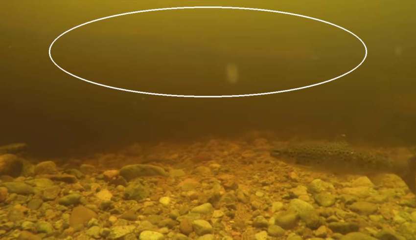 An underwater camera records a Loch Ness monster like creature for the first time 13