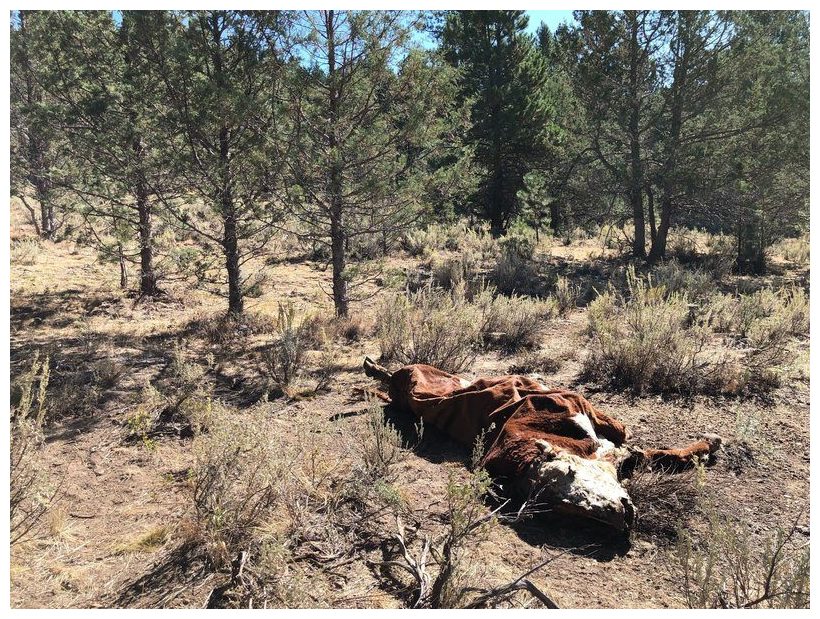 Mysterious rash of cattle mutilations in Oregon 1