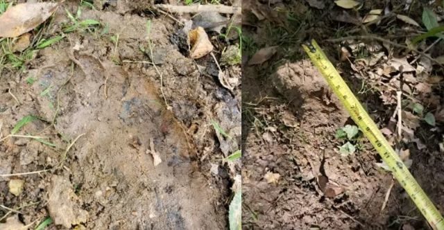 Bigfoot prints found in western North Carolina? 1