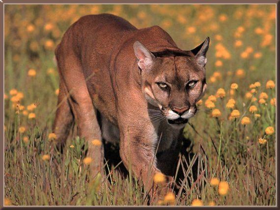 Watch Out, Dogman — Cougars Are On the Loose in Michigan 10