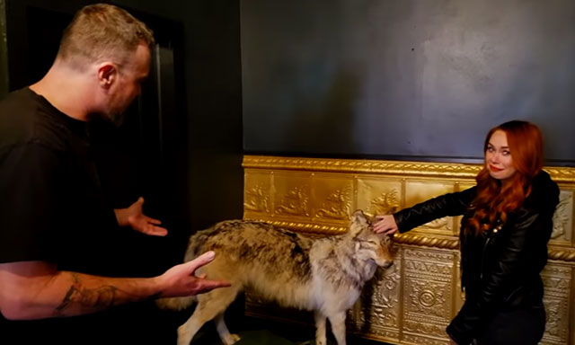 A taxidermy wolf at the Black Monarch Hotel in Victor, Colorado