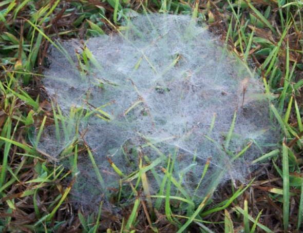 Strange Angel Hair Phenomenon 2
