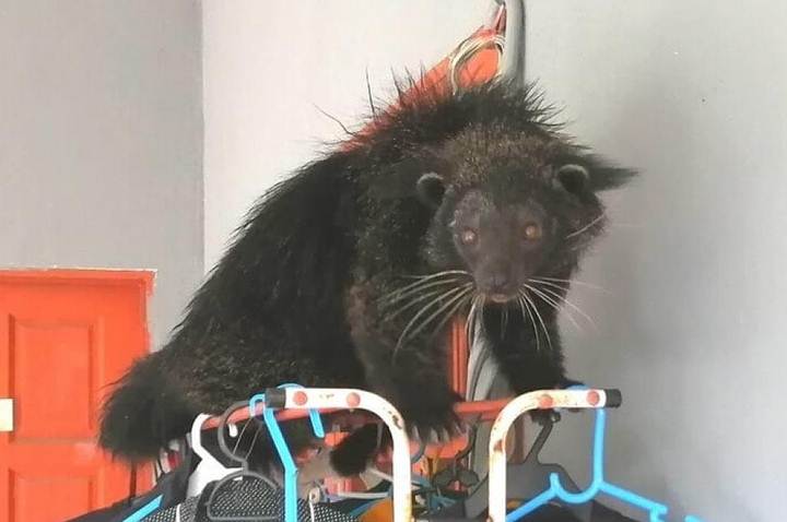 Binturong: A Strange creature that looks like a cat, otter, and bear 9