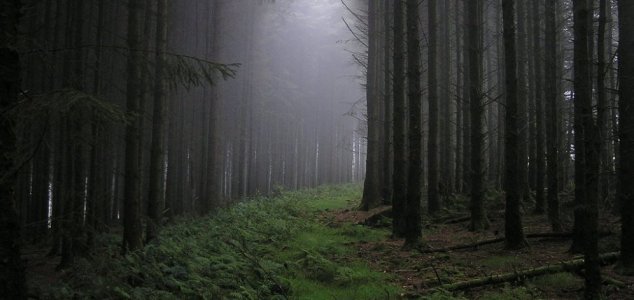 Unnerving 'Bigfoot screams' caught on video 17