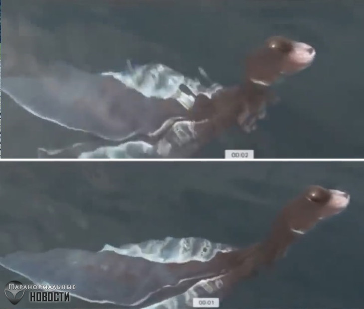 Plesiosaurus Cub? In Thailand, a very strange creature was photographed in water 1