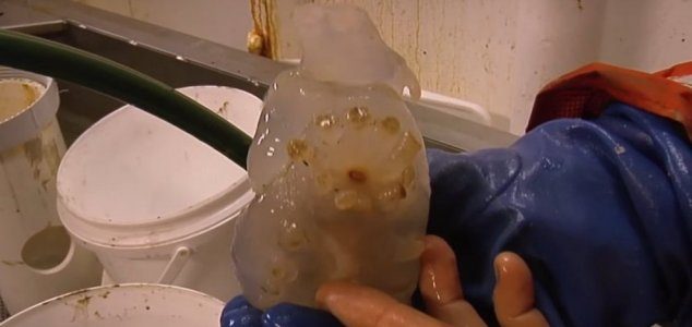 Highly Unusual Creature Discovered Beneath the Antarctic 1