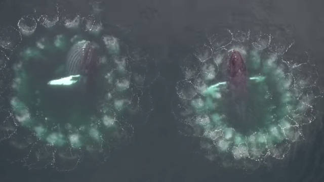 Amazing underwater video shows a whale using bubble nets as hunting traps 14