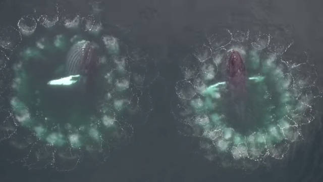 Amazing underwater video shows a whale using bubble nets as hunting traps 11