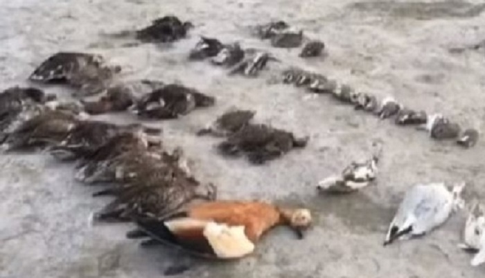 More than 5,000 birds die suddenly from a mysterious death 37