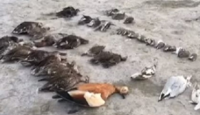 More than 5,000 birds die suddenly from a mysterious death 36
