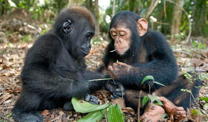 Australopithecines were less intelligent than modern apes 9