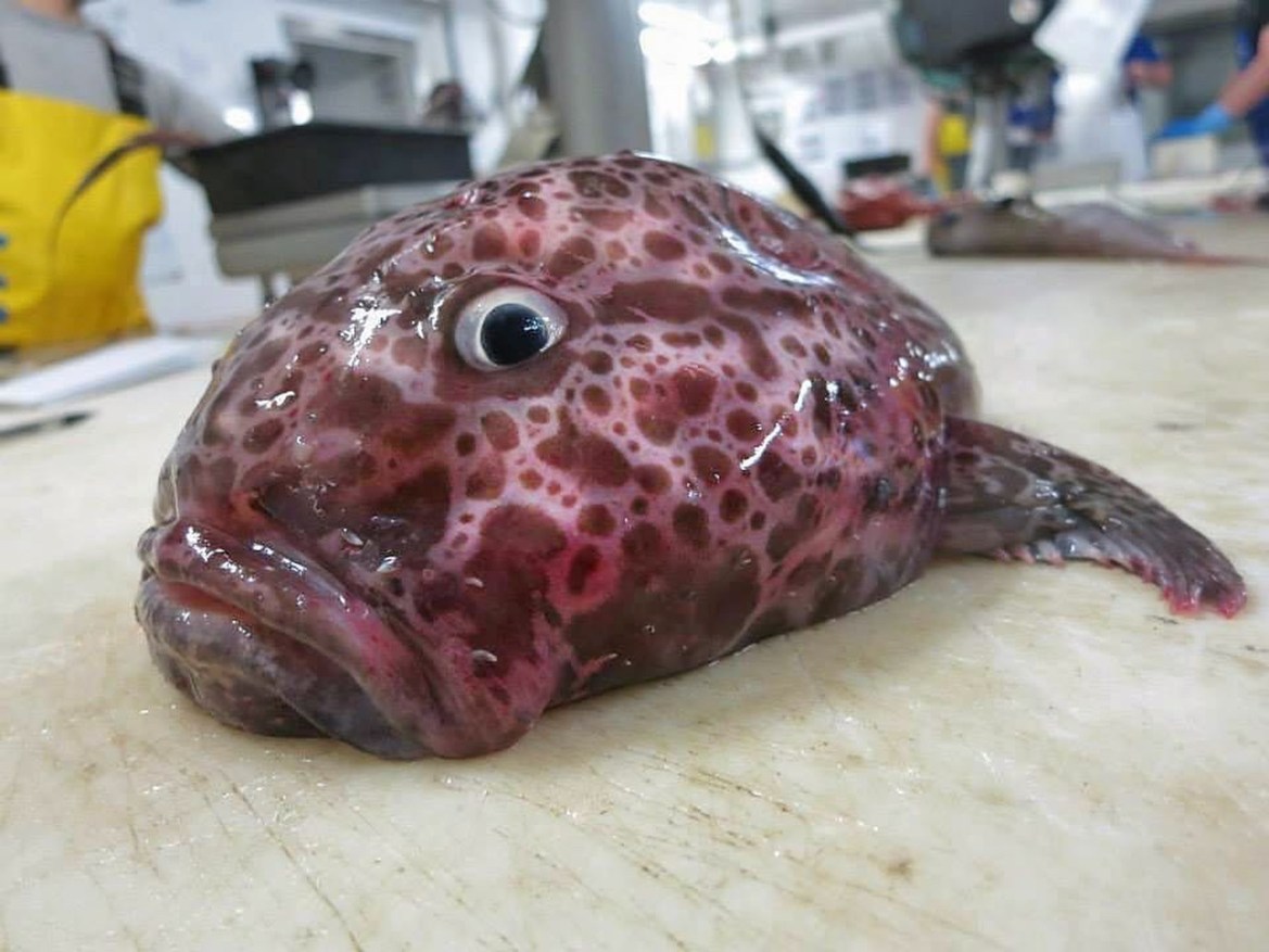  The sad-looking pale toadfish live between 250-1,000 metres deep