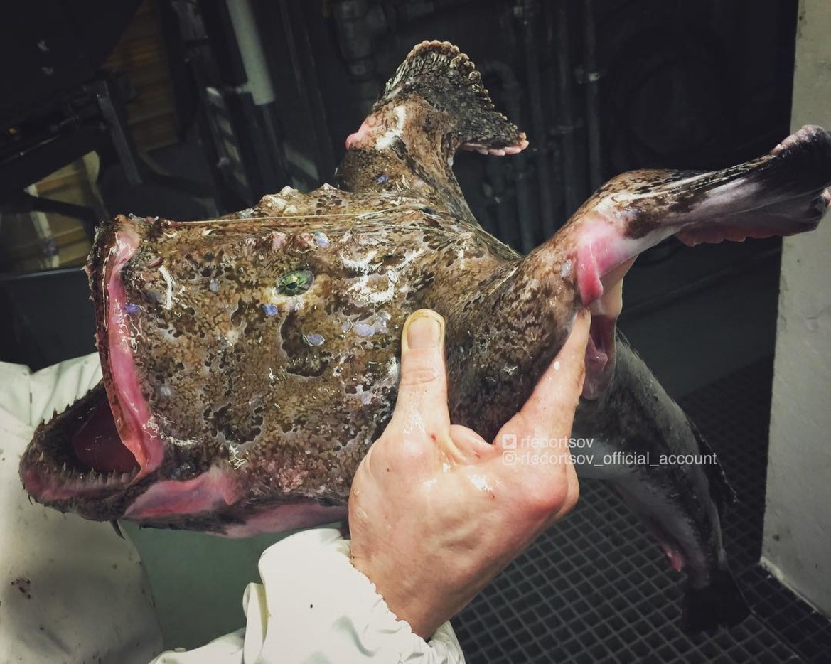  The trawlers he works on are tasked with catching cod, haddock and mackerel - but sometimes result in netting odd creatures from the deep