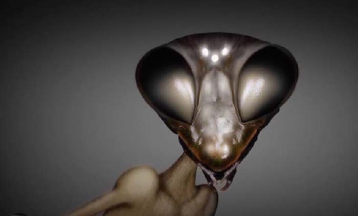 Insectoids - the least common extraterrestrial humanoids 11