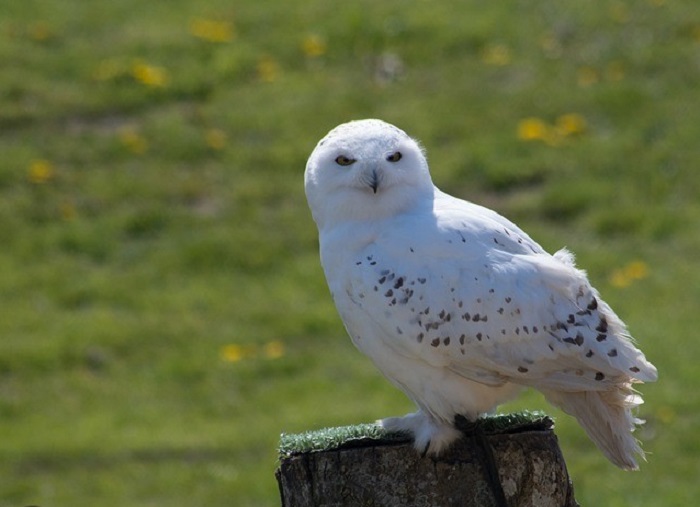 The Strange Link between White Owls, UFOs and Aliens 8