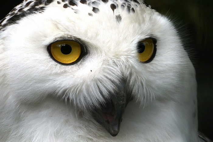 The Strange Link between White Owls, UFOs and Aliens 9