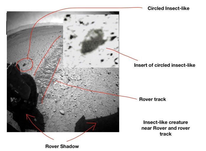 Photos show evidence of life on Mars, University of Ohio entomologist says
