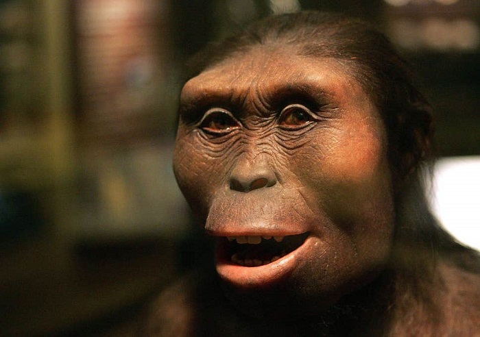 Australopithecines were less intelligent than modern apes 8