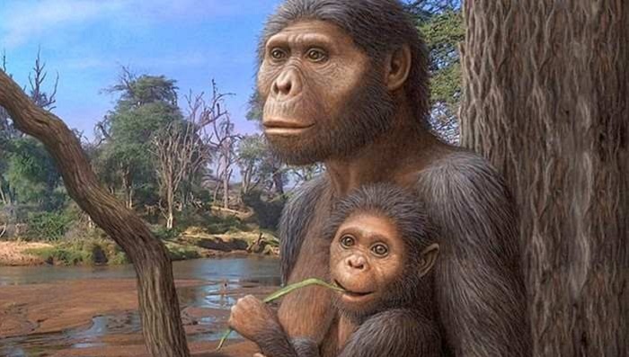 Australopithecines were less intelligent than modern apes 9