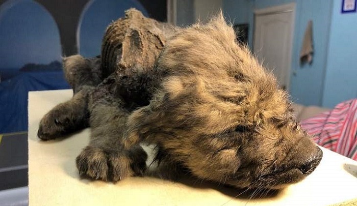 A perfectly preserved 18,000 year old puppy was found in the Siberian permafrost 11